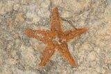 Four Ordovician Starfish (Petraster?) Fossil - Morocco #203542-1